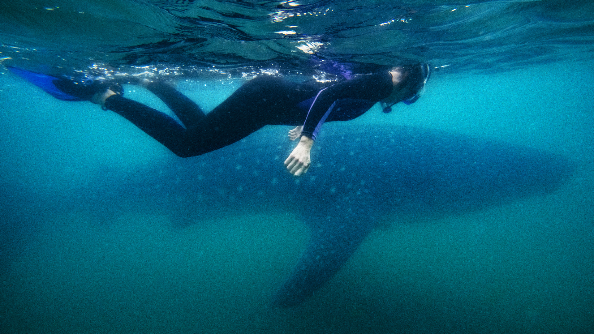 Meeting Wildlife Face to Face in the Sea of Cortez, Mexico