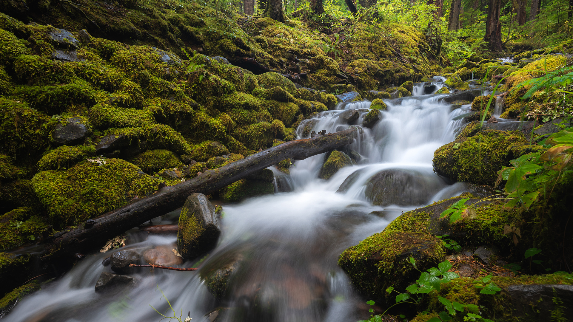 Visiting Washington's Olympic National Park in the Offseason